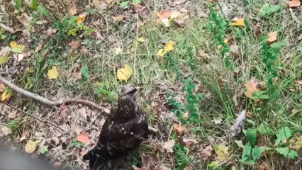 Татарстанцы сняли на видео дружелюбную хищную птицу