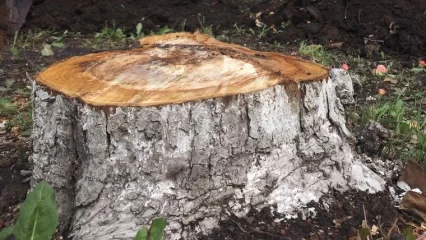 В нижнекамском парке «СемьЯ» запланирована вырубка аварийных деревьев - НТР 24