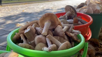 В Нижнекамске открыт осенний грибной сезон - какие в этом году цены