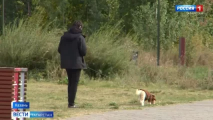 В Казани две собаки погибли от разбросанной в парках отравы