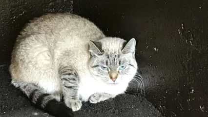 Жительница Нижнекамска готова заплатить 20 тыс. рублей нашедшему её кошку - НТР 24