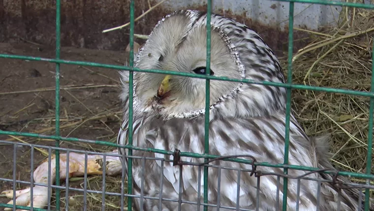 Сову с повреждённым крылом пристроили в нижнекамский зоопарк