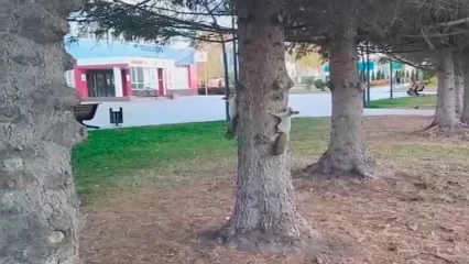 Нижнекамец показал двух играющих на дереве белок в центре города - НТР 24