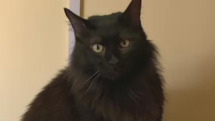 Приюты Нижнекамска не отдают черных котов перед Хэллоуином - НТР 24