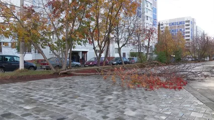 Ветер в Нижнекамском районе повалил плодовые деревья в садовых товариществах