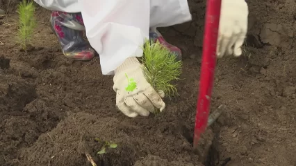 Татарстанцы могут присоединиться к всероссийской акции «Сохраним лес» - НТР 24