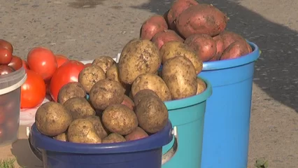 Мэр Нижнекамска назвал уличную торговлю дачным урожаем нецивилизованной - НТР 24