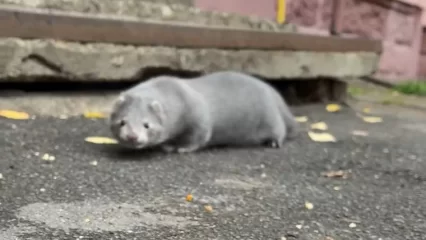 В Нижнекамске около дома заметили норку - НТР 24