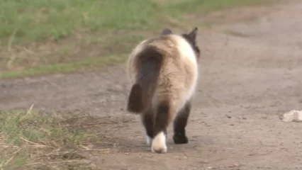 Нижнекамских водителей предупредили о прячущихся под капотами авто кошках - НТР 24