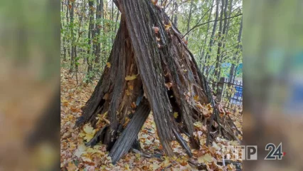 В Нижнекамске продается шалаш в лесу за 500 тыс. рублей - НТР 24