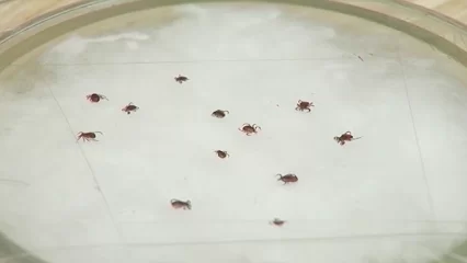 В Татарстане выявили четыре случая клещевого энцефалита за сезон - НТР 24