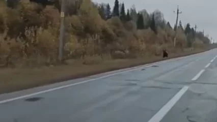 В Татарстане медвежонок вышел к трассе — видео - НТР 24