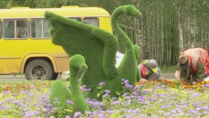 В Нижнекамске закупят кустарники на 8,9 млн рублей - НТР 24