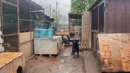 От хозяйки нижнекамского приюта бездомных животных требуют освободить землю - НТР 24