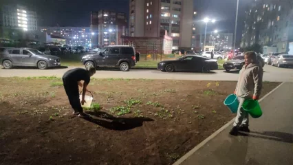 Нижнекамцы высадили у себя во дворе необычное растение - НТР 24