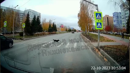 Нижнекамцы заметили собаку, следующую правилам дорожного движения - НТР 24