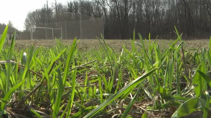 В Татарстане снизилось количество укусов клещей - НТР 24