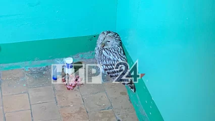 В Нижнекамске в подъезде многоэтажки обнаружили сову - НТР 24