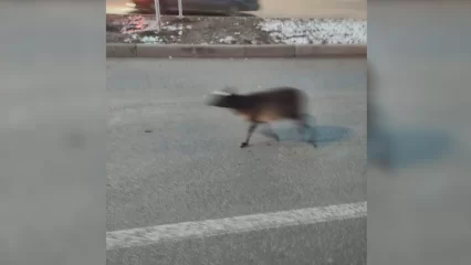 В Нижнекамске по дорогам бегал баран - НТР 24