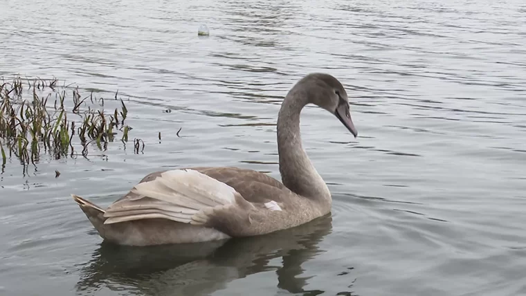 На озере под Нижнекамском обнаружили лебедя с поврежденным крылом