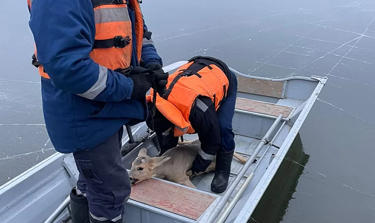 В Татарстане спасли застрявшую на льду молодую косулю