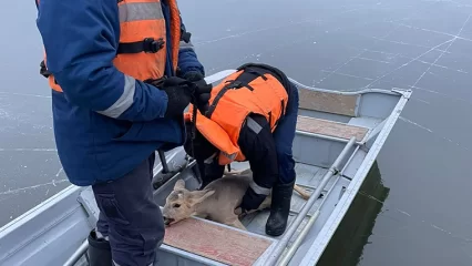 В Татарстане спасли застрявшую на льду молодую косулю