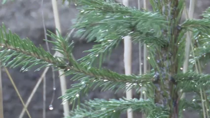 Особый противопожарный режим в Татарстане планируют ввести с 25 декабря - НТР 24