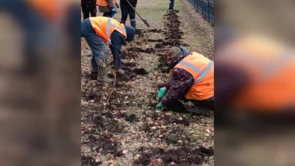 На одной из улиц Нижнекамска появится живая изгородь из кустарников