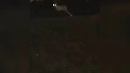 В Нижнекамске около школы заметили лису - НТР 24