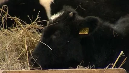 В одном из районов Татарстана обнаружен очаг бруцеллеза — уничтожат 5 тыс. голов скота