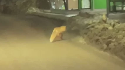 В Нижнекамске очевидец снял на видео лису, перебегающую дорогу на «красный» - НТР 24