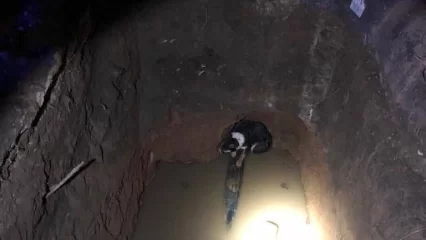 В промзоне Нижнекамска спасли провалившуюся в яму с водой собаку - НТР 24