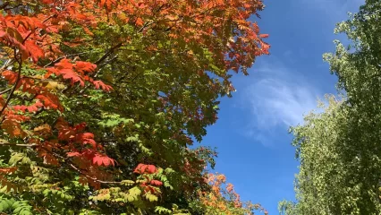 Октябрь 2023 года стал самым теплым месяцем на Земле за всю историю наблюдений - НТР 24