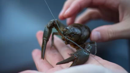 Татарстанец заплатит 20 тыс. рублей за вылов раков на Нижнекамском водохранилище - НТР 24