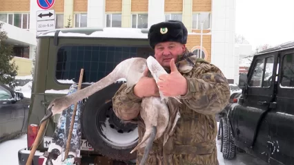 В Нижнекамске на Пионерском озере спасли лебедя с поврежденным крылом