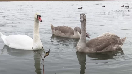 В Госкомитета по биоресурсам РТ рассказали, как помочь зимующим лебедям в холода - НТР 24