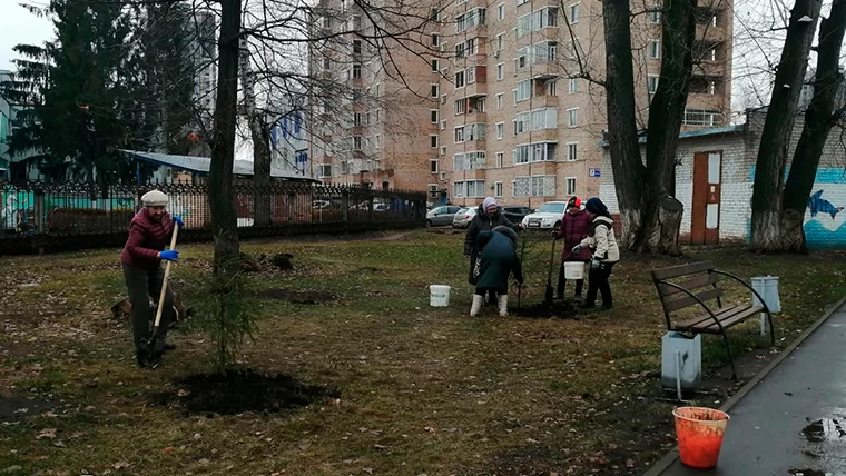 В Нижнекамске появились две еловые мини-аллеи