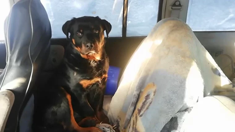 В Нижнекамске спасли запертую в машине собаку
