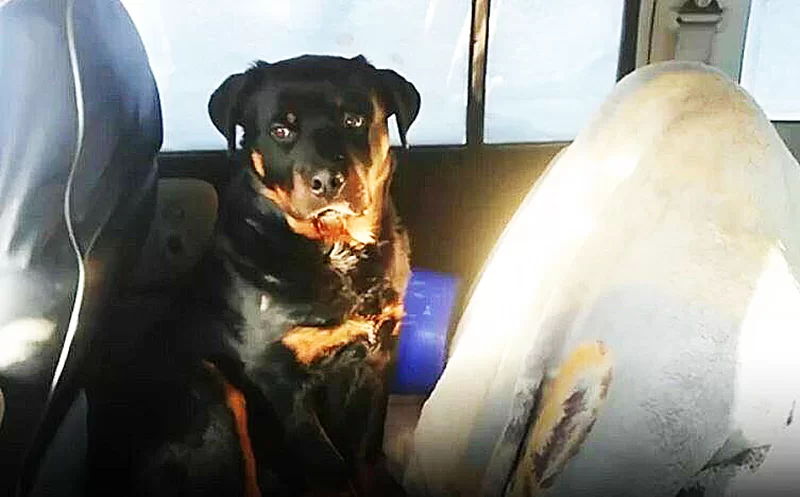 Прокуратура Нижнекамска проверит информацию о собаке, запертой в машине на морозе
