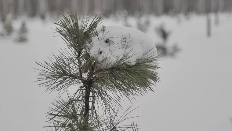 Метеоролог КФУ спрогнозировал в Татарстане короткую и капризную зиму