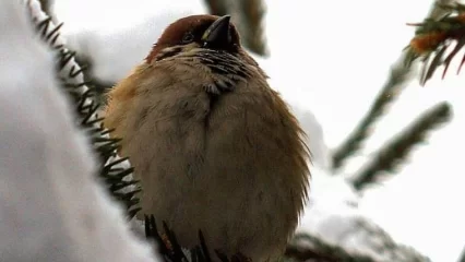 В Татарстане зафиксированы случаи, когда птицы не перенесли аномального мороза - НТР 24