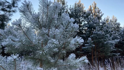 Жителям Нижнекамска пообещали морозы в -300 градусов - НТР 24