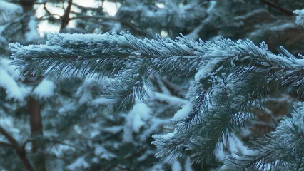 Жителям Татарстана напомнили об операции «Ель» - НТР 24