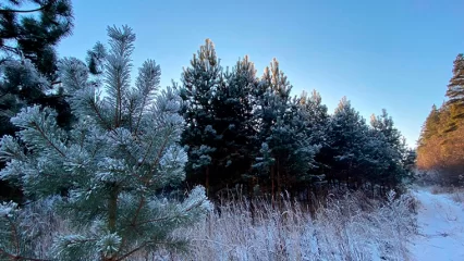 В Татарстане с 18 по 31 декабря пройдет операция «Ель» - НТР 24