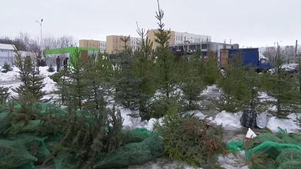 Продавцы рассказали о ценах на елки и сосны в Нижнекамске - НТР 24