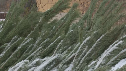 В Нижнекамске готовятся к открытию ёлочные базары - НТР 24