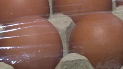 В Россию поставили партию куриных яиц из Азербайджана - НТР 24