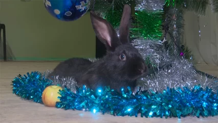 В Татарстане посчитали, сколько символов уходящего 2023 года обитает в республике - НТР 24