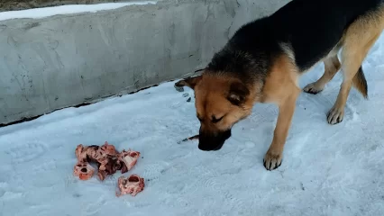 В Нижнекамске охранник пинками выгнал собаку на мороз - НТР 24