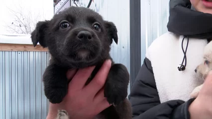 В Нижнекамске провели бесплатную акцию по стерилизации животных - НТР 24